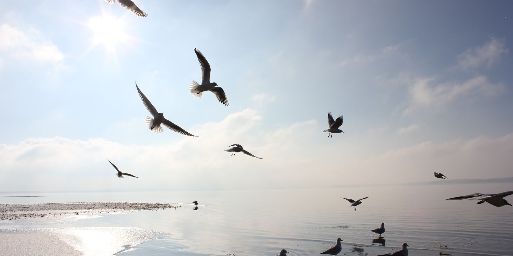 Vögel am Chiemsee, © Tourist-Info Seebruck Vögel am Chiemsee, © Tourist-Info Seebruck