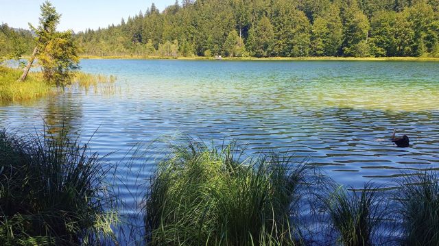 Wanderung "Rund um den Frillensee" mit Manfred Zeis