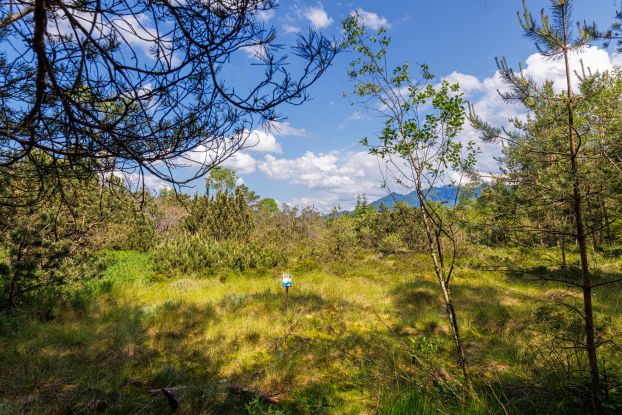 Paradies f&uuml;r &Uuml;berlebensk&uuml;nstler - Moorf&uuml;hrung, &copy; Tourist-Information Grassau