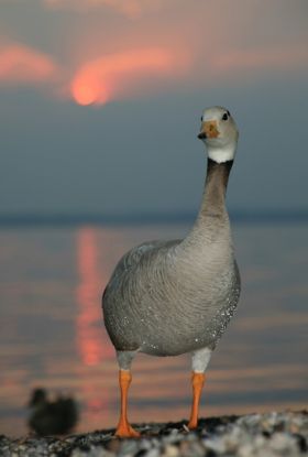 Gef&uuml;hrte Vogelbeobachtung in Chieming